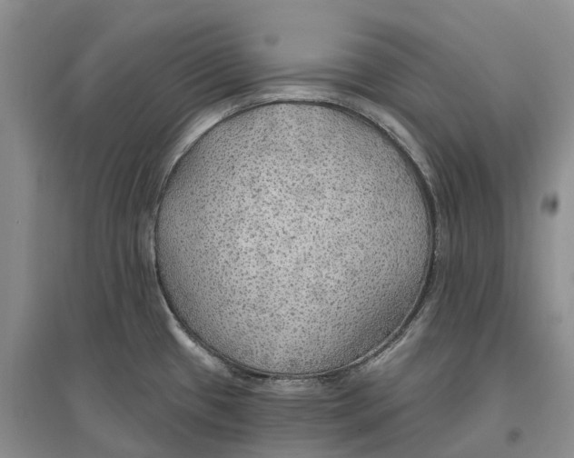 X0000096691433200802261529