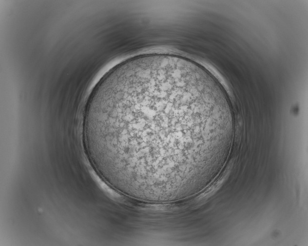 X0000096691438200802261529