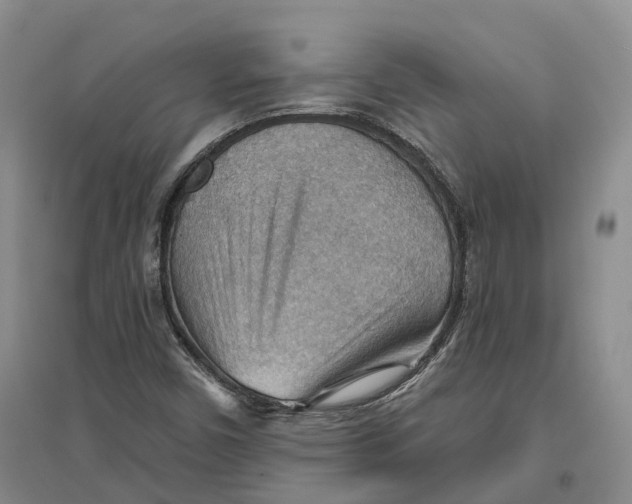 X0000096691450200802261529