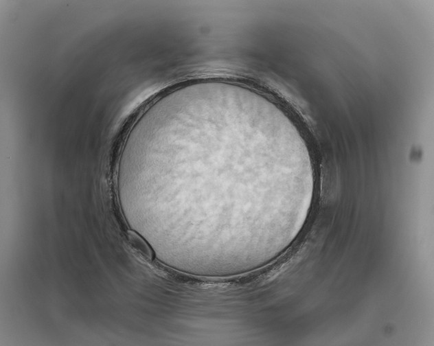 X0000096691453200802261528