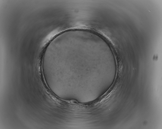 X0000096691455200802261528