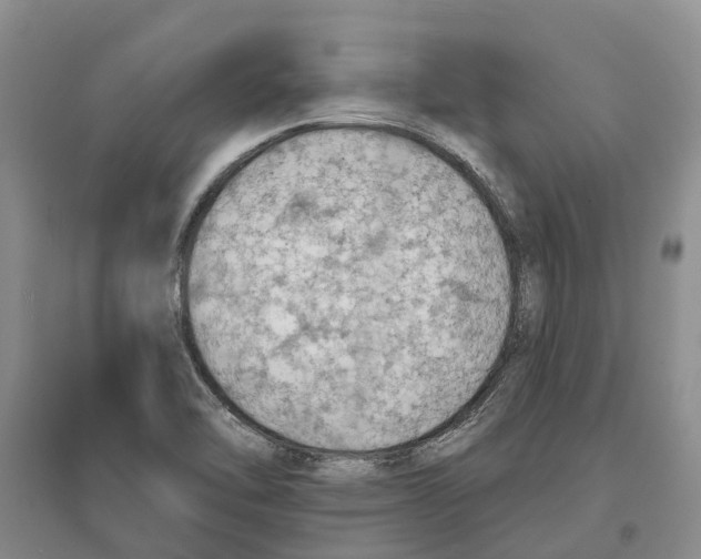 X0000096691462200802261528