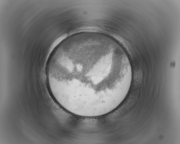 X0000096691466200802261528