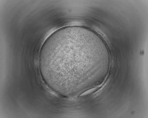 X0000096691473200802261528