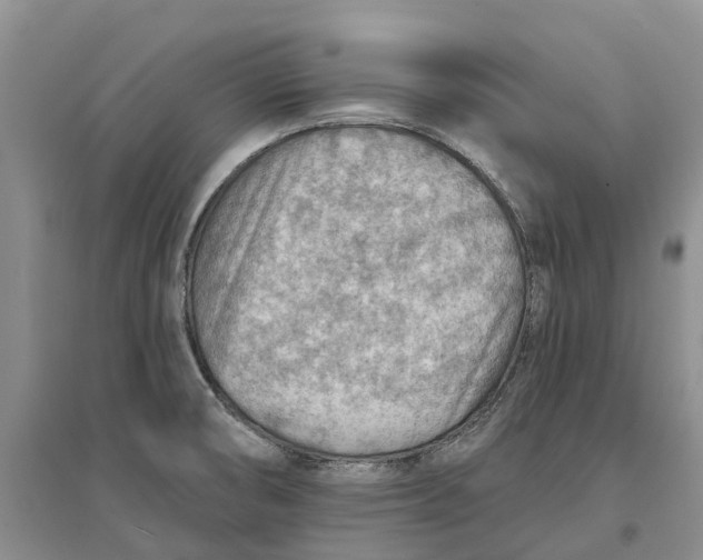 X0000096691474200802261528