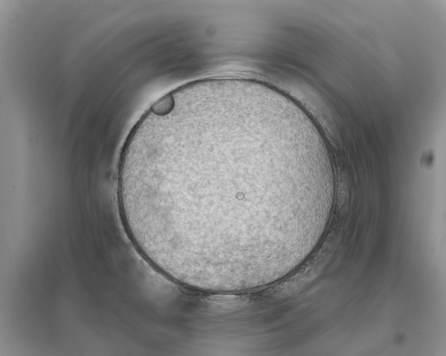 X0000096691478200802261528