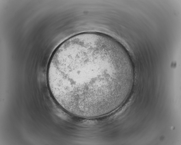 X0000096691513200802261528