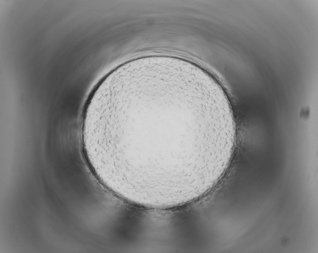 X0000096691514200802261528