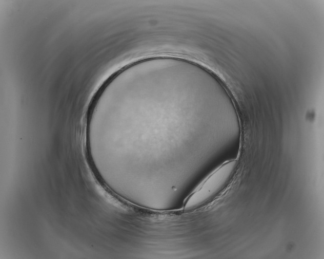 X0000096691515200802261528