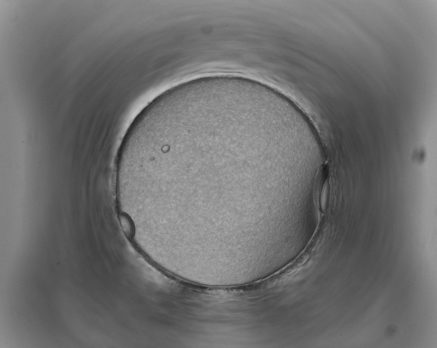 X0000096691527200802261528