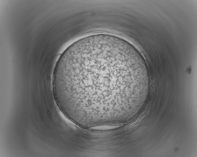 X0000096691535200802261528