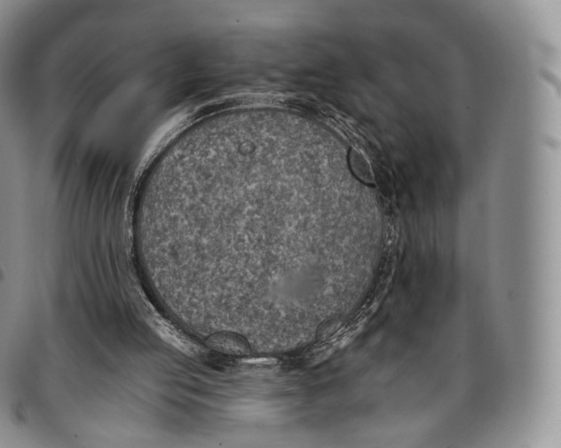 X0000096690053200803041309