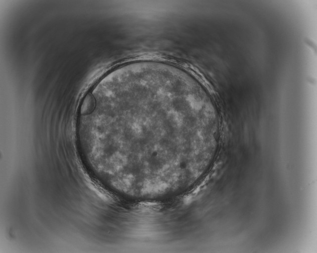 X0000096690055200803041309