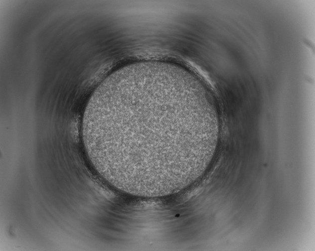 X0000096690065200803041309