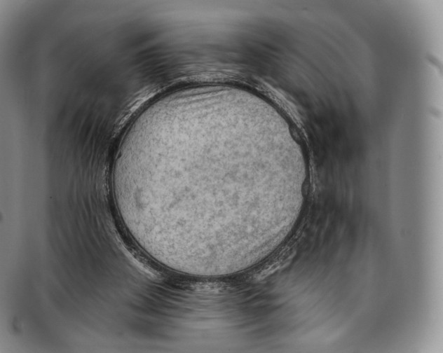 X0000096690105200803041309