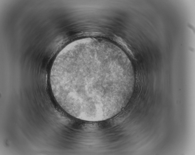 X0000096690110200803041309