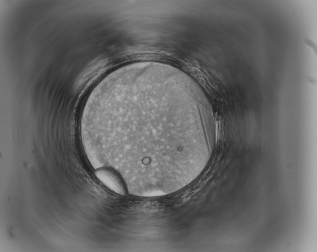 X0000096690243200803041306