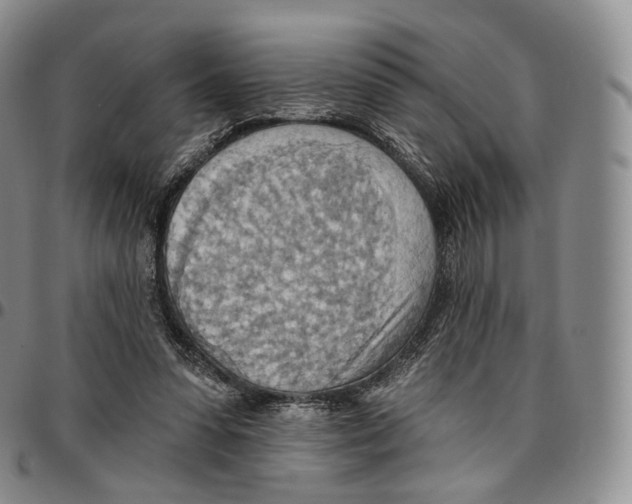 X0000096690303200803041306