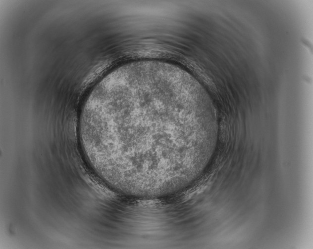 X0000096690446200803041304