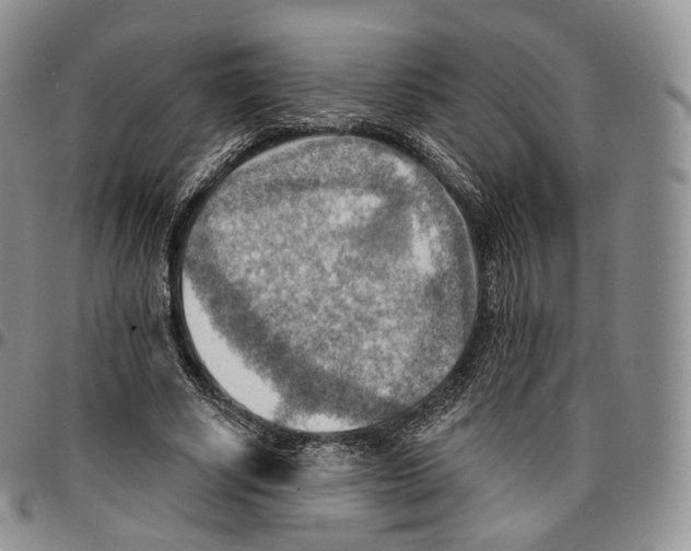 X0000096690634200803041301