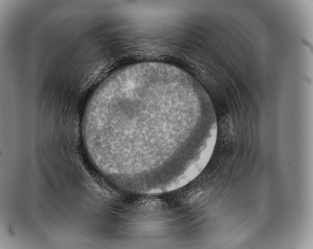 X0000096690642200803041301