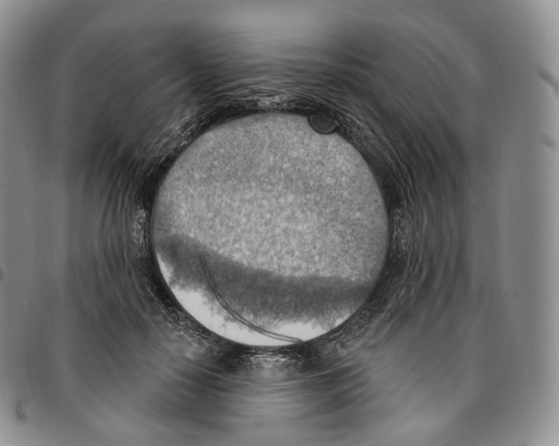 X0000096690650200803041301