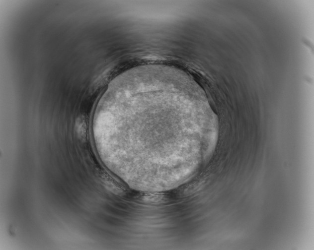 X0000096690720200803041300