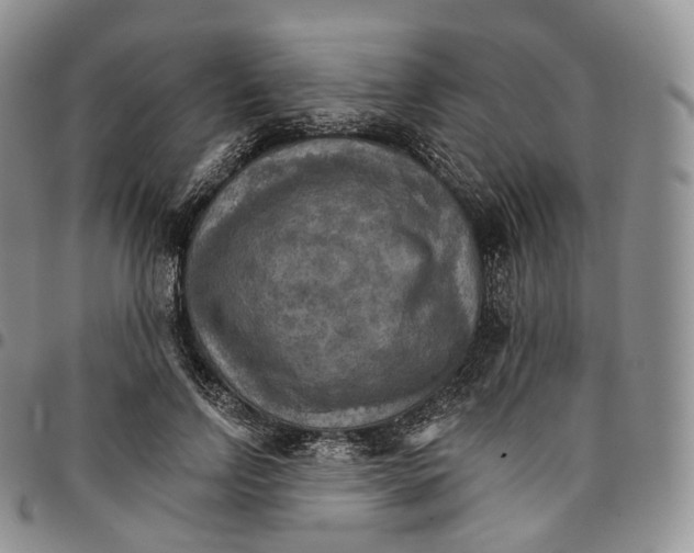 X0000096690742200803041300