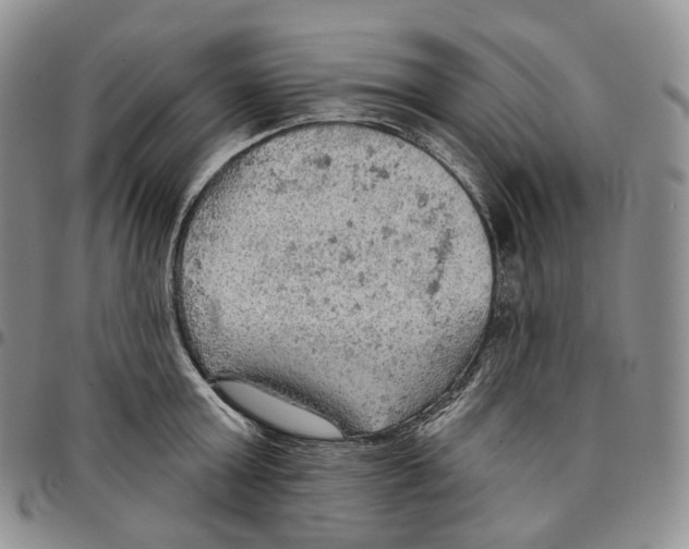 X0000096690803200803041259