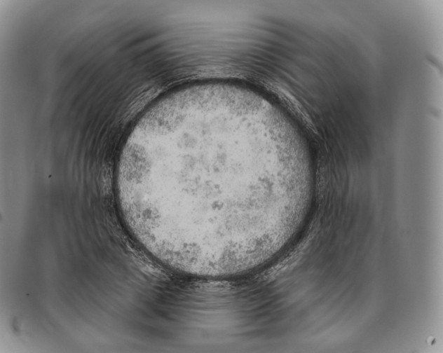 X0000096690833200803041259