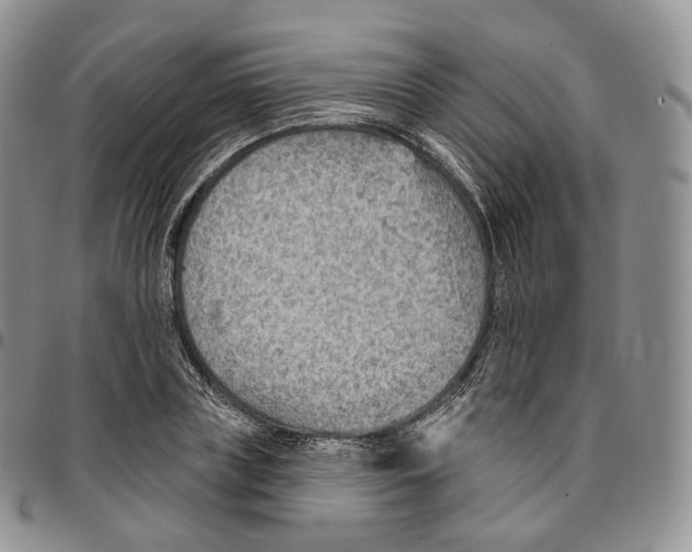 X0000096690835200803041259