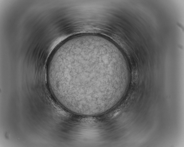 X0000096690838200803041259