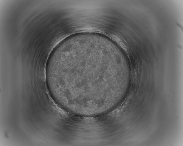 X0000096690839200803041259