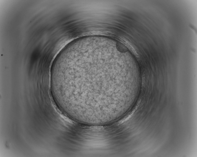 X0000096690844200803041259