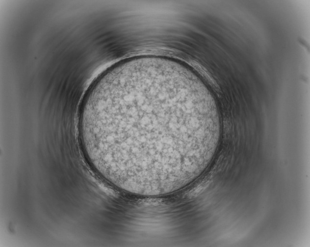 X0000096690846200803041259