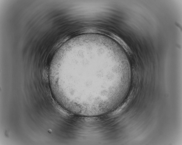 X0000096690857200803041259