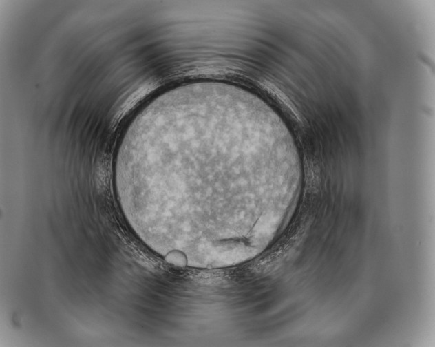 X0000096690874200803041258