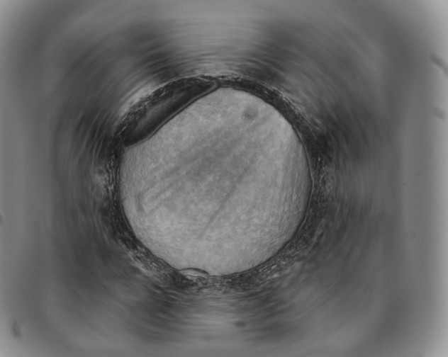 X0000096690920200803041257