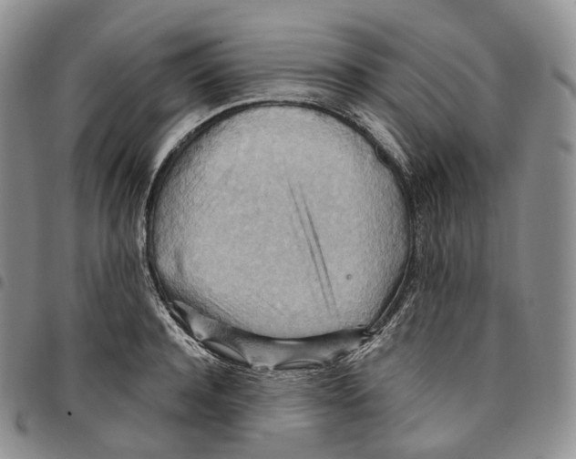 X0000096690944200803041258