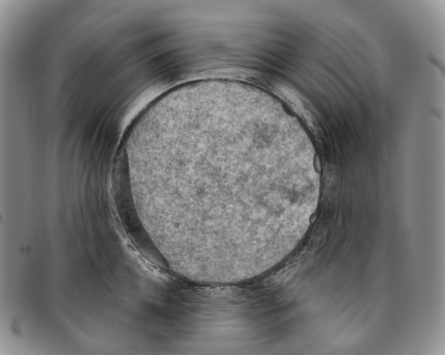 X0000096690952200803041258