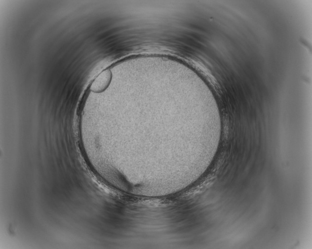 X0000096690990200803041257