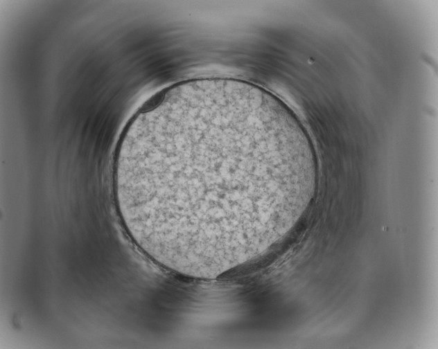 X0000096691008200803041256