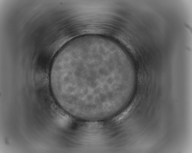 X0000096691025200803041256