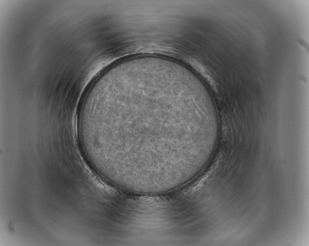 X0000096691032200803041256