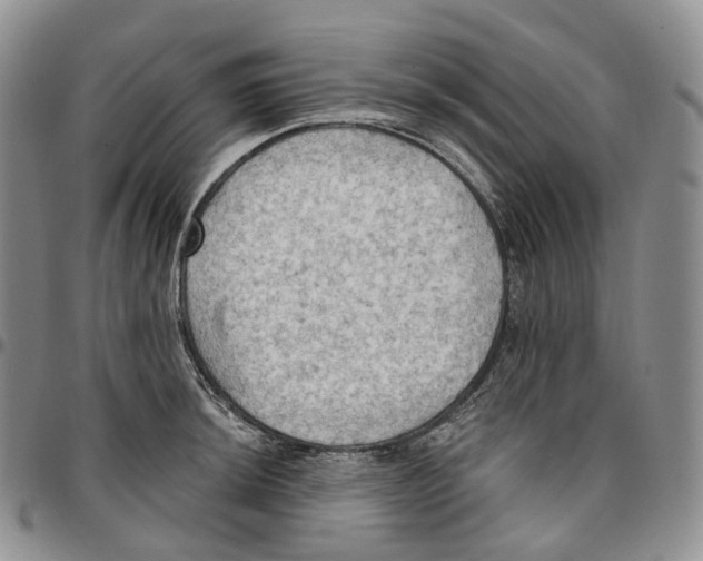 X0000096691044200803041256