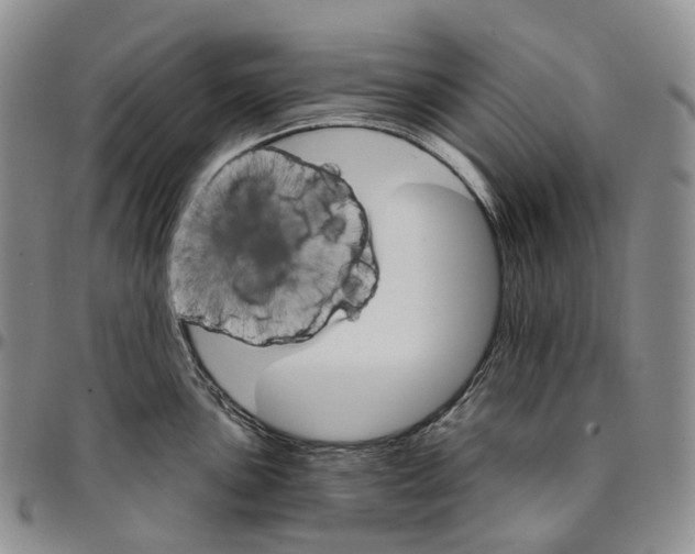 X0000096691051200803041256