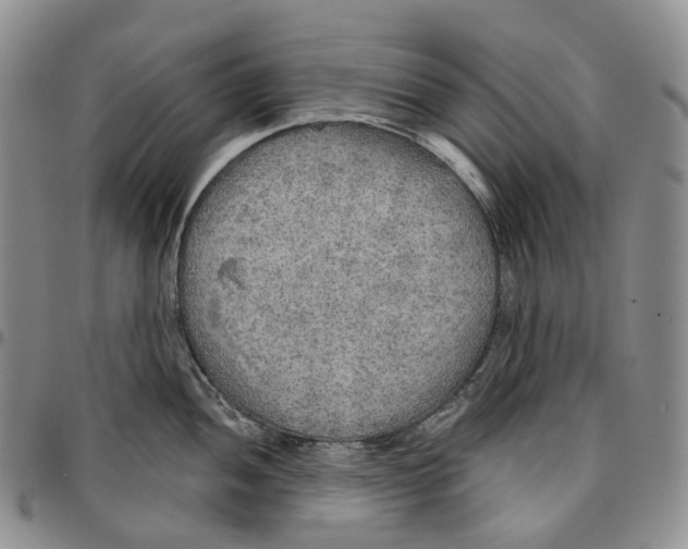 X0000096691052200803041256