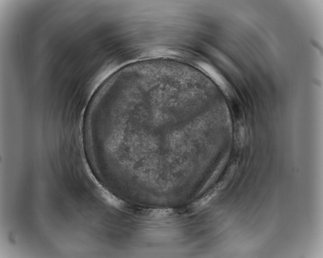 X0000096691055200803041256