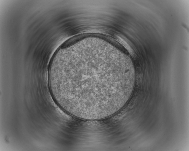 X0000096691092200803041255