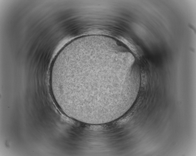 X0000096691094200803041255